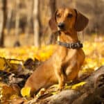 A red Dachshund sitting alertly in the woods surrounded by fall foliage.