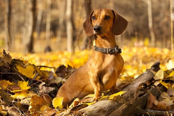 A red Dachshund sitting alertly in the woods surrounded by fall foliage.