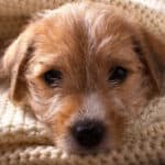Should You Force Feed a Dog With Parvo? Feeding Guidelines