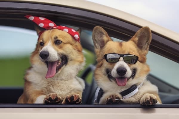Two Corgi dogs hanging out of a car window.