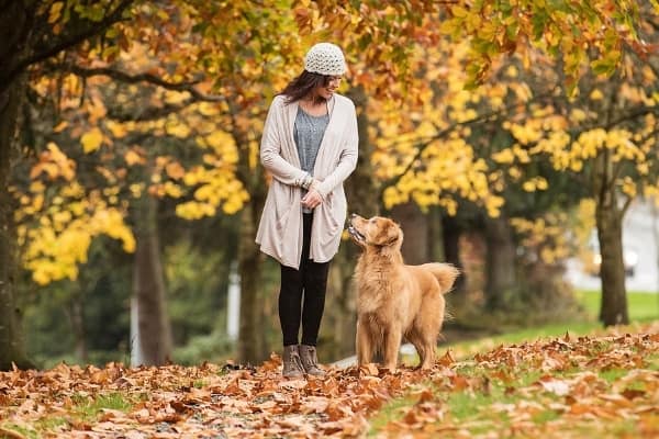 Golden Retriever gazing up lovingly at female owner while walking together amidst fall foliage.