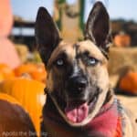 An adult Belusky dog sitting among pumpkins
