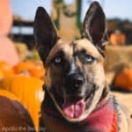 An adult Belusky dog sitting among pumpkins