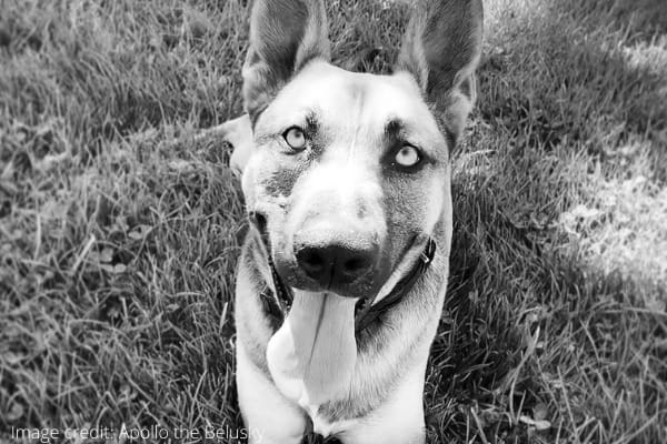 A Belusky dog up close in black and white