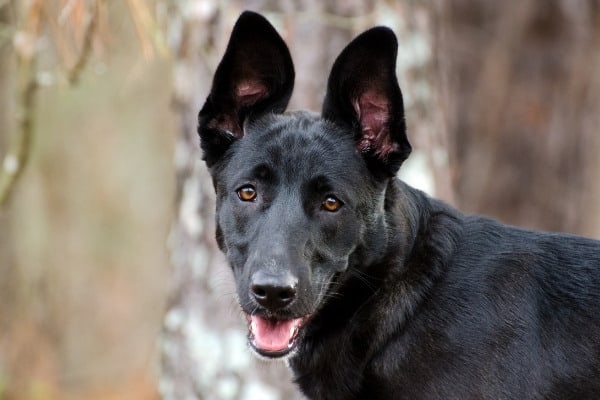 A black Belgian Malinois German Shepherd cross