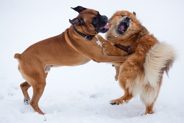 are boxers used in dog fighting