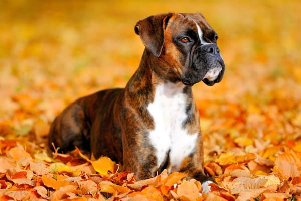 An adult Boxer dog lying among golden autumn leaves.