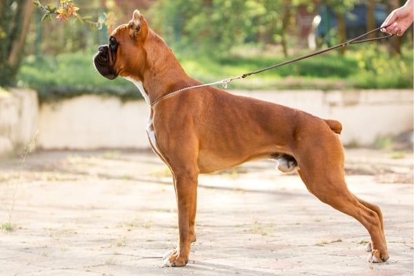 A handsome Boxer straining at his leash while focused on something while on a walk.