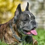 Boxer Ear Cropping - What To Understand Before You Decide