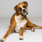 An adult Boxer dog lying with a curious expression against a gray background.