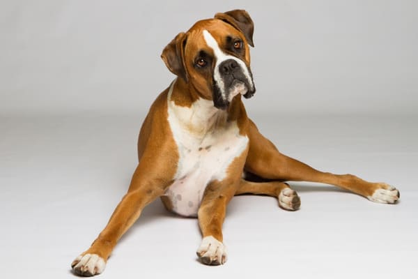 An adult Boxer dog lying with a curious expression against a gray background.