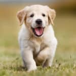 A cute Golden Retriever puppy running in a grassy field.