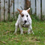 A Jack Russell terrier puppy pooping outside.