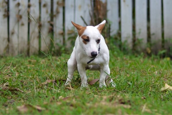 A Jack Russell terrier puppy pooping outside.