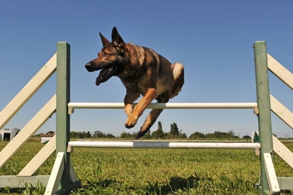 A Malinois German Shepherd mix jumping over a white agility fence during training.