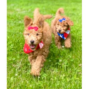 American-Goldendoodle