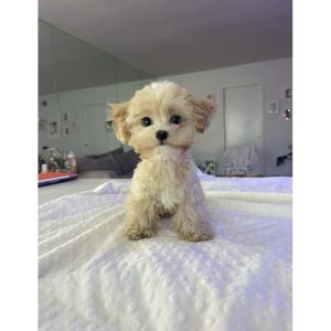 American-Maltese-Association-Rescue