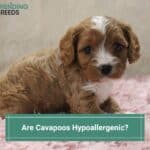 Are Cavapoos Hypoallergenic? (2023)