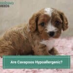 Are-Cavapoos-Hypoallergenic-template