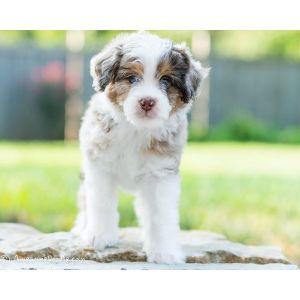 Aussiedoodle-Growth-Pattern
