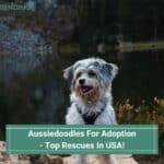 Aussiedoodles-For-Adoption-Top-Rescues-In-USA-template