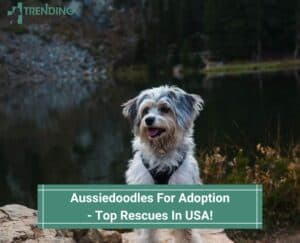 Aussiedoodles-For-Adoption-Top-Rescues-In-USA-template