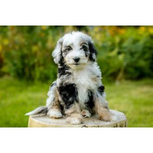 Aussiedoodles-For-Adoption