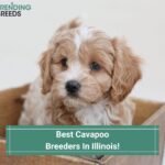 Best-Cavapoo-Breeders-In-Illinois-template