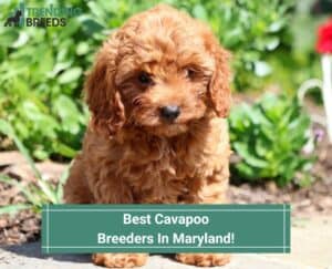Best-Cavapoo-Breeders-In-Maryland-template