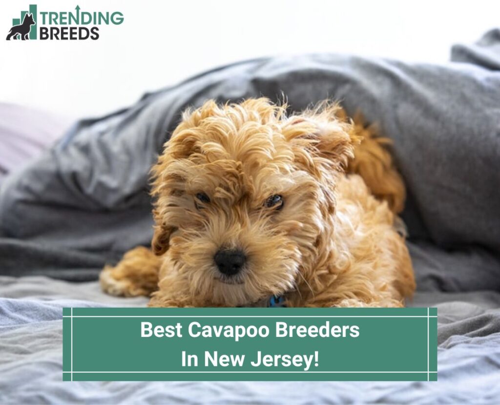 Best-Cavapoo-Breeders-In-New-Jersey-template