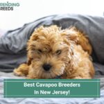 Cavapoo Puppies In New Jersey - Top 4 Breeders! (2022)