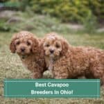 Best-Cavapoo-Breeders-In-Ohio-template