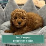 Best-Cavapoo-Breeders-In-Texas-template