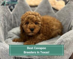 Best-Cavapoo-Breeders-In-Texas-template