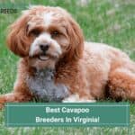 Best-Cavapoo-Breeders-In-Virginia-template