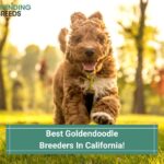 Goldendoodle Puppies In California - Top 4 Breeders! (2022)