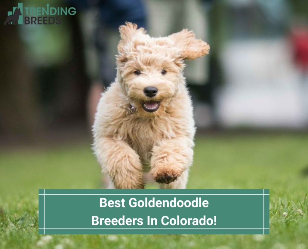 Best-Goldendoodle-Breeders-In-Colorado-template