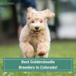 Goldendoodle Puppies In Colorado - Top 4 Breeders! (2023)