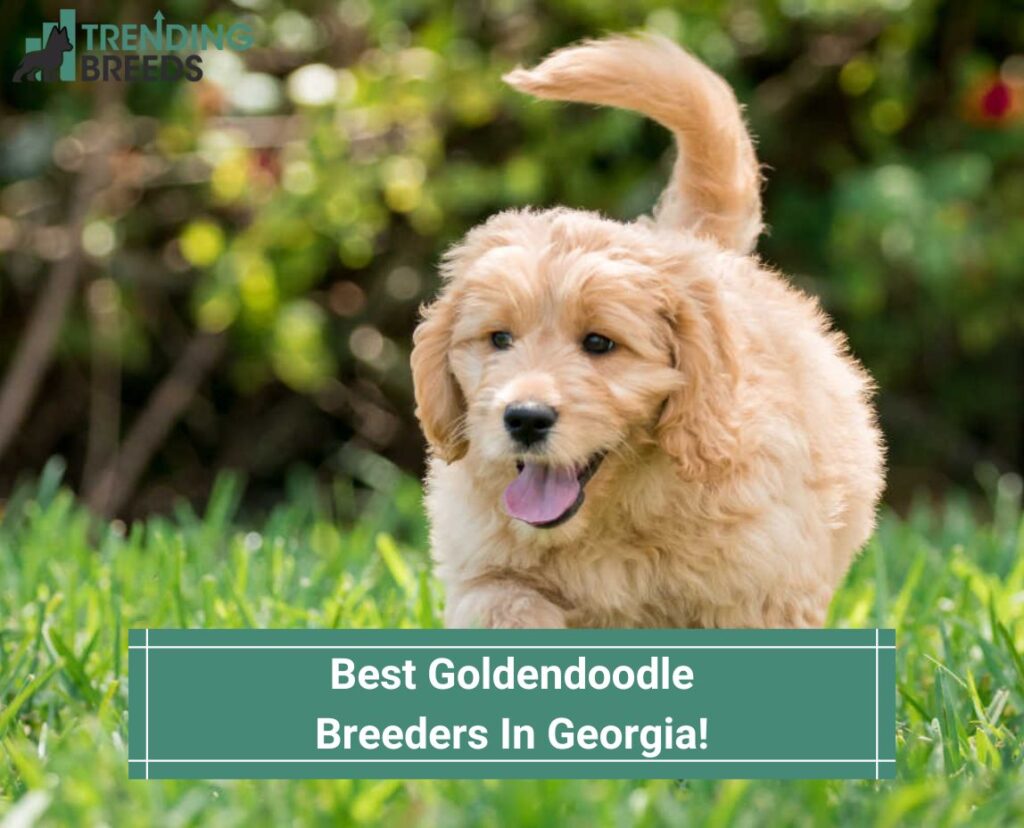 Best-Goldendoodle-Breeders-In-Georgia-template