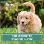 Goldendoodle Puppies In Georgia - Top 4 Breeders! (2023)