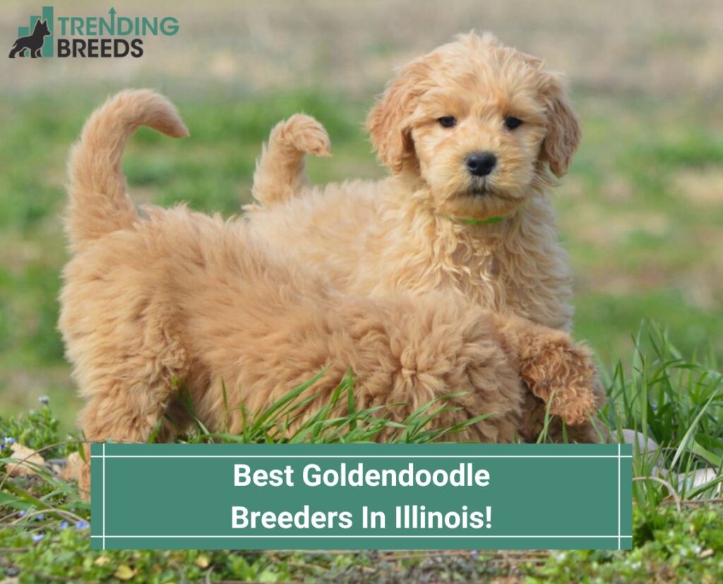 Best-Goldendoodle-Breeders-In-Illinois-template