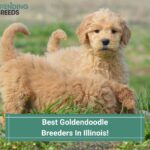Goldendoodle Puppies Breeders In Illinois - Top 4 Breeders! (2022)