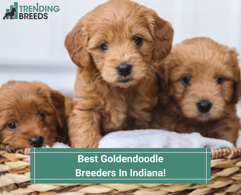 Best-Goldendoodle-Breeders-In-Indiana-template