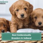 Goldendoodle Puppies In Indiana - Top 4 Breeders! (2023)