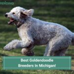 Best-Goldendoodle-Breeders-In-Michigan-template