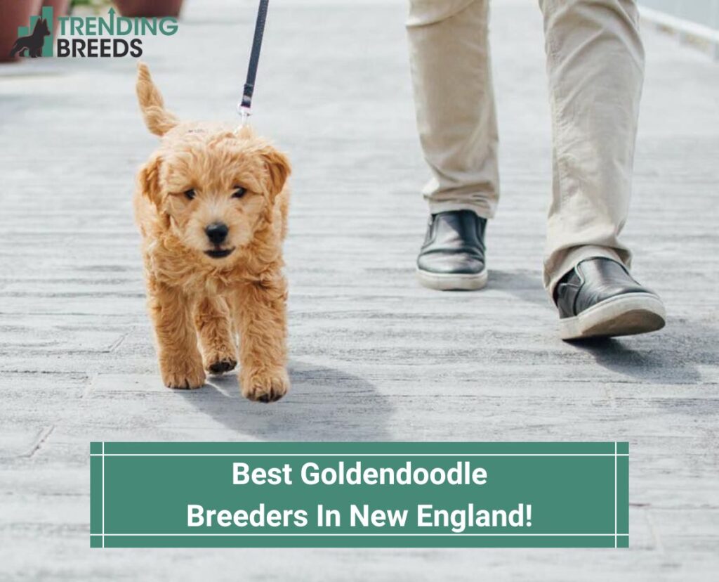 Goldendoodle Puppies In New England – Top 4 Breeders ...