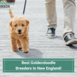 Goldendoodle Puppies In New England - Top 4 Breeders! (2023)