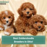 Best-Goldendoodle-Breeders-In-Ohio-template