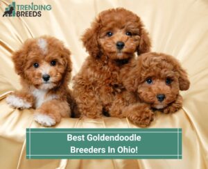 Best-Goldendoodle-Breeders-In-Ohio-template