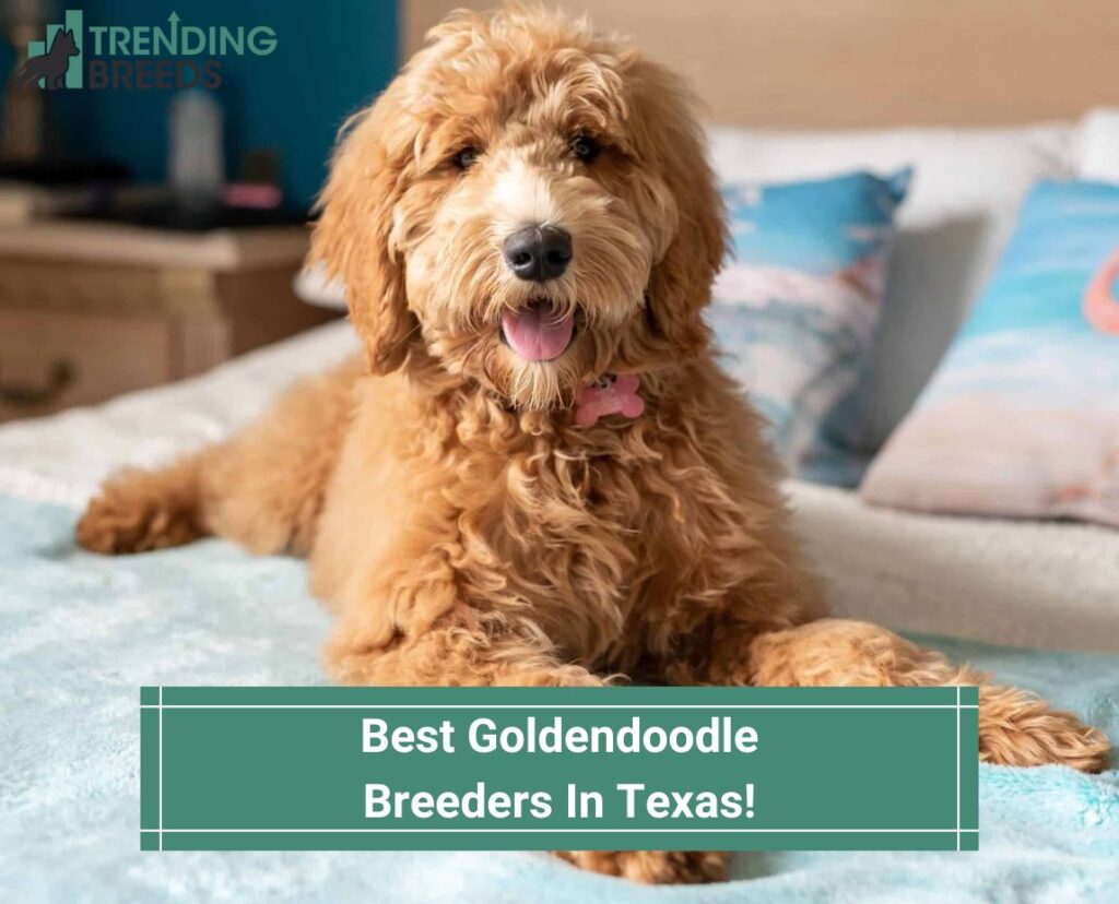 Goldendoodle Puppies In Texas Top 4 Breeders! (2023)